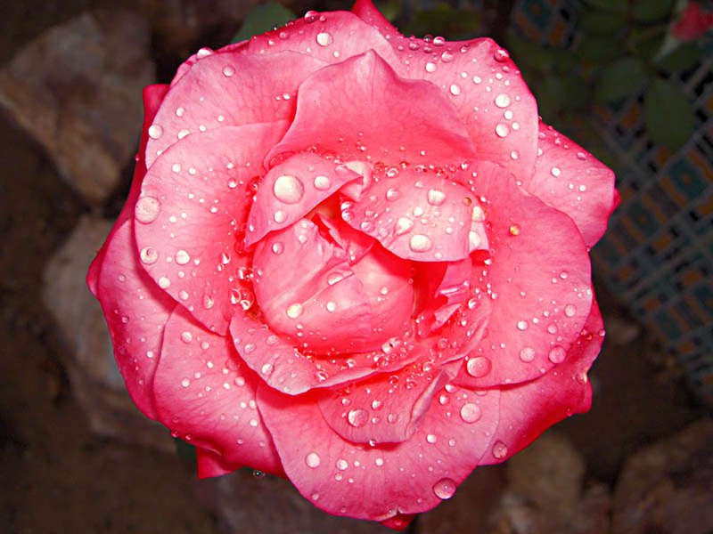 Rose _6_ ЧУВСТВЕННОЕ ВОСПРИЯТИЕ ПРИРОДЫ