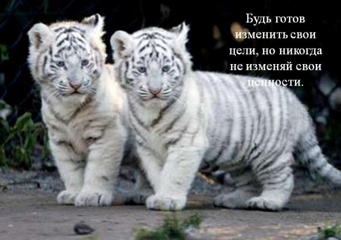 Будь готов изменить свои цели