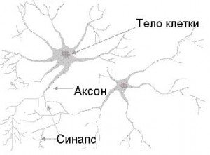 нейрон мозга (схема) нейрон мозга (схема)