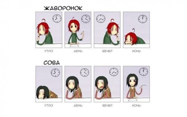 жаворонки и совы